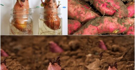 How to Grow Sweet Potatoes