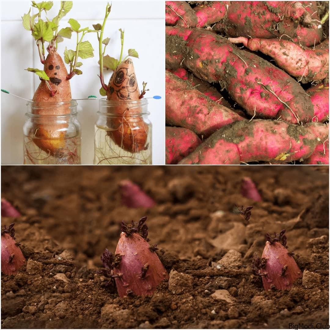 How to Grow Sweet Potatoes