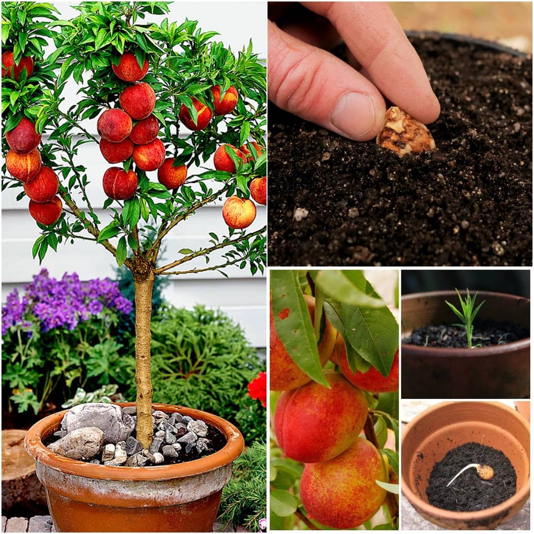How to Grow a Peach Tree From Seed Indoors