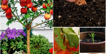 How to Grow a Peach Tree From Seed Indoors