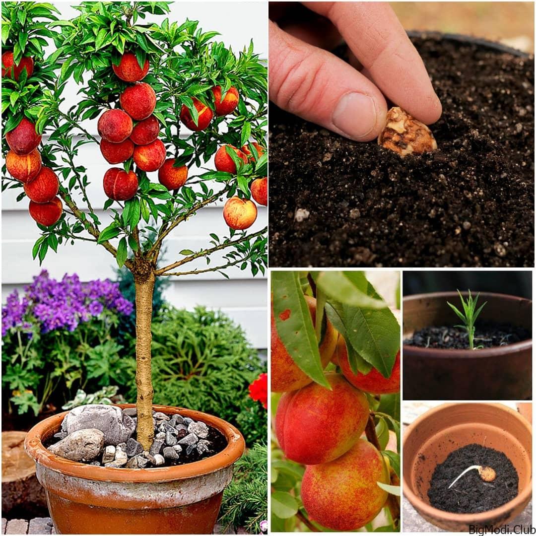 How to Grow a Peach Tree From Seed Indoors