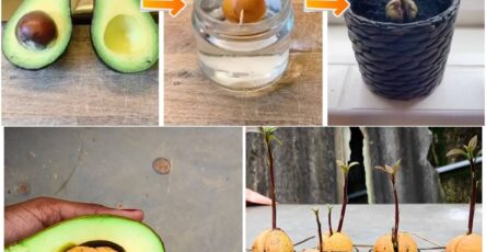 How to Grow an Avocado Seed