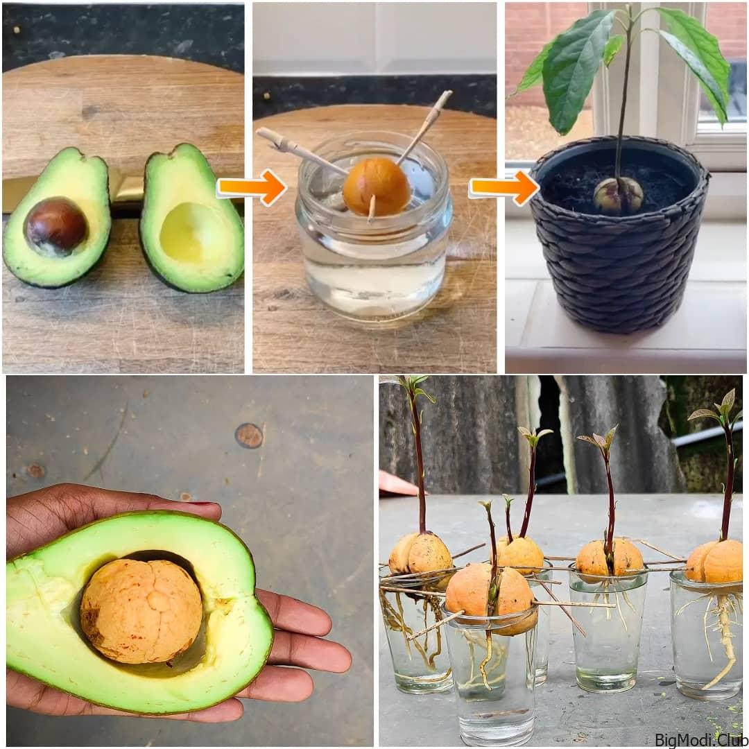 How to Grow an Avocado Seed