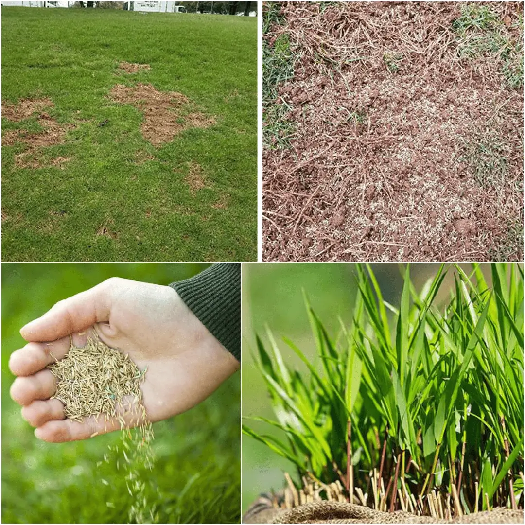 How to Plant Grass Seed