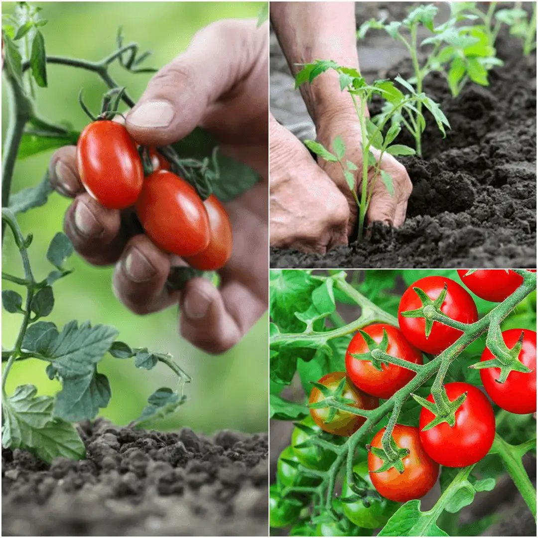 How to Plant Tomatoes