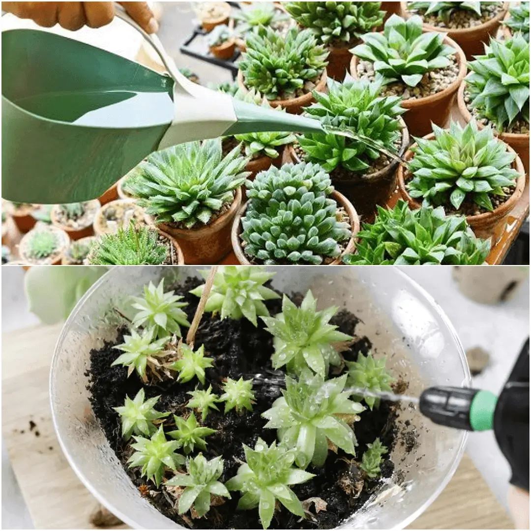 How to Water Succulents