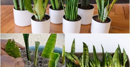 Propagate and Grow Snake Plants Easily