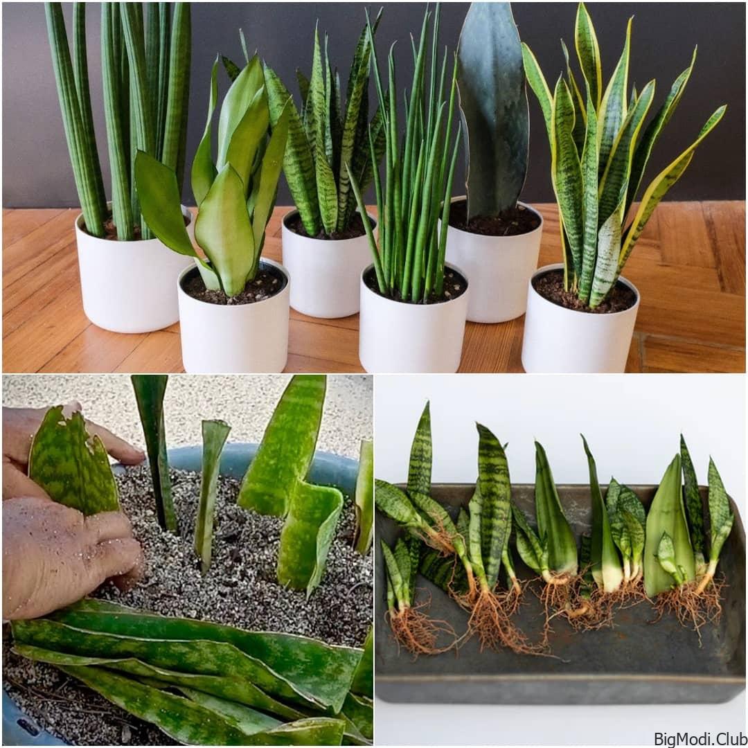 Propagate and Grow Snake Plants Easily