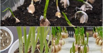 how to grow garlic