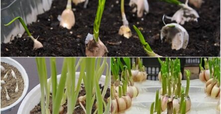 how to grow garlic