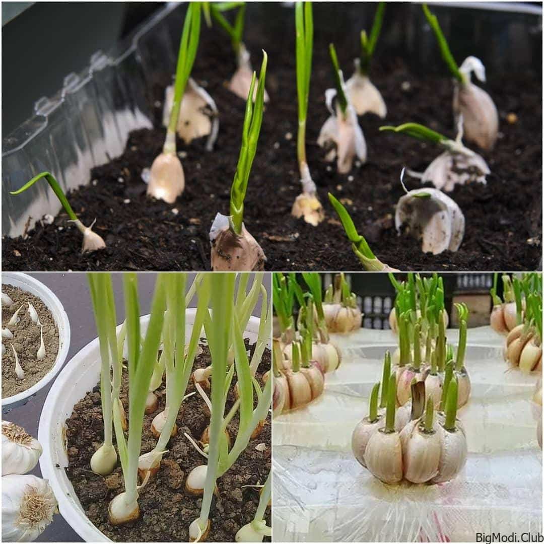 how to grow garlic