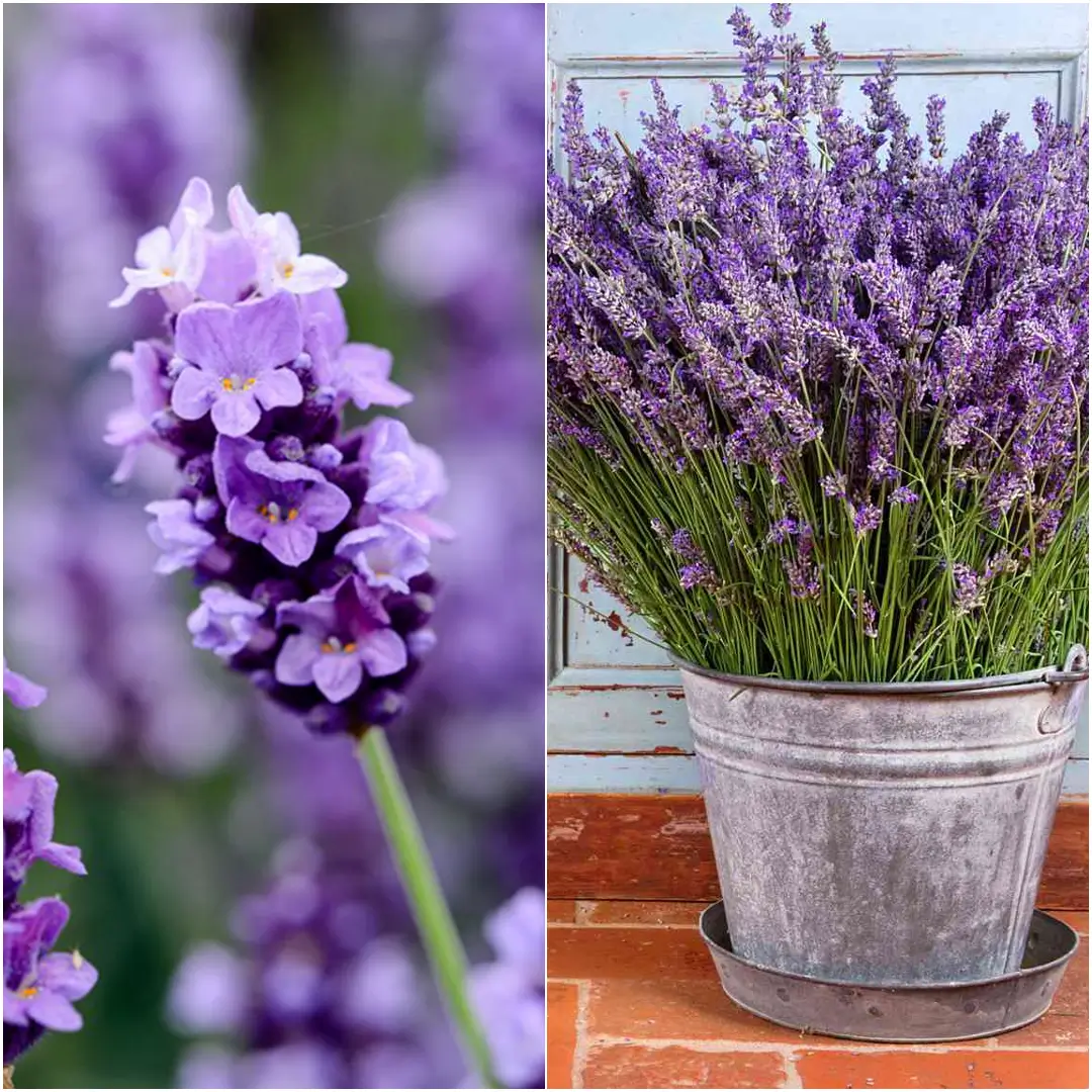 how to grow lavender