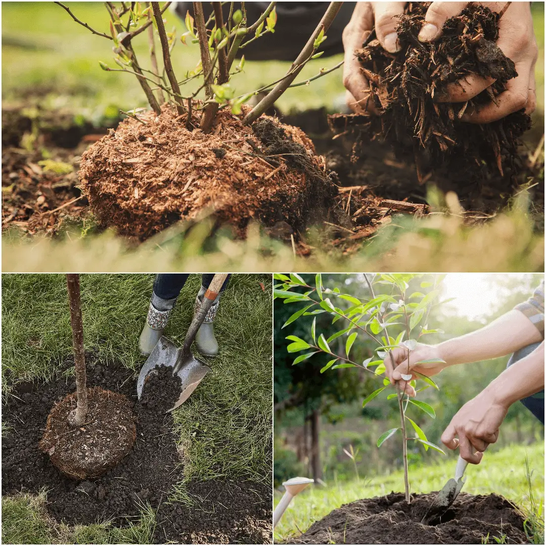 How to Plant a Tree the Right Way