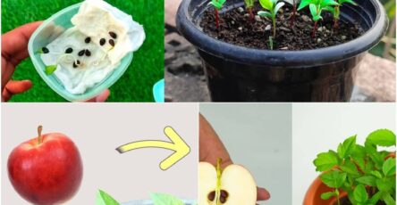 how to plant apple seeds