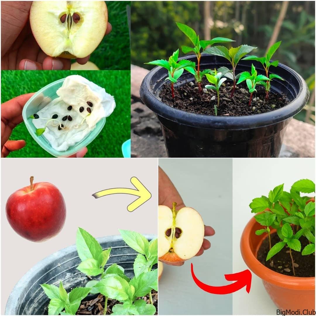 how to plant apple seeds