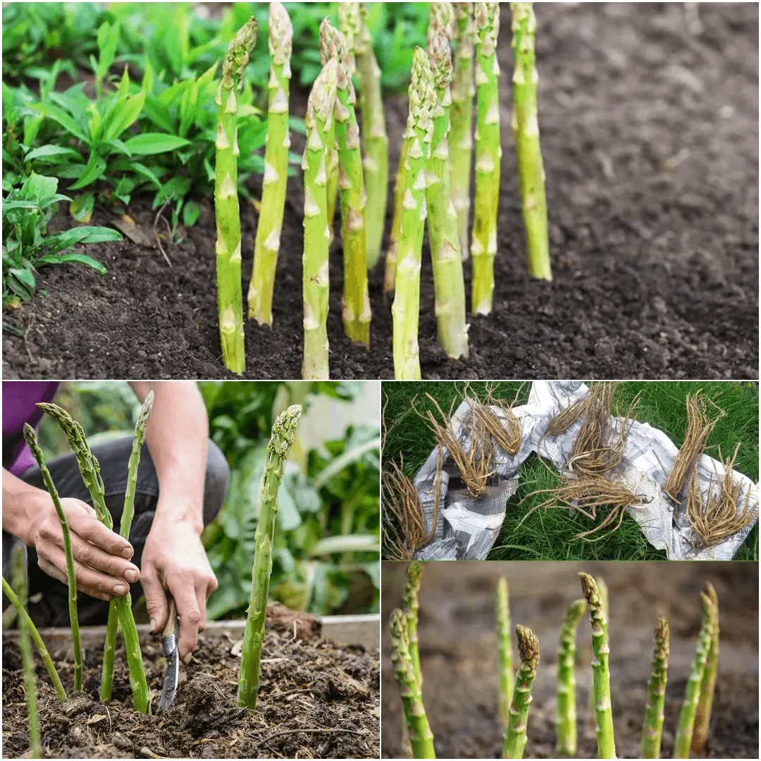 How to Plant Asparagus in Your Garden