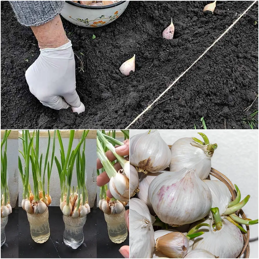 How to Regrow Garlic