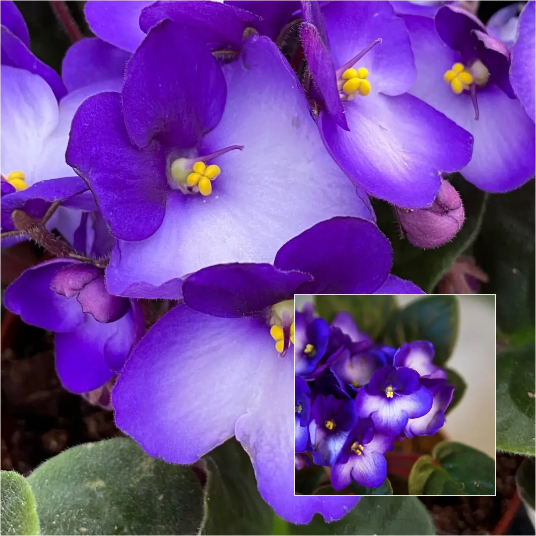 How to Care for African Violets