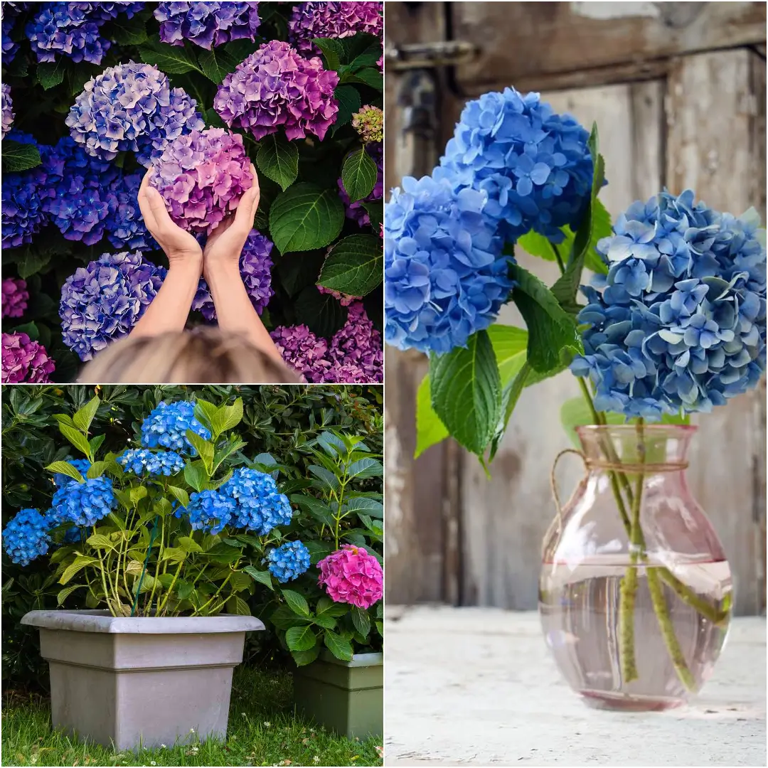 How to Care for Hydrangeas