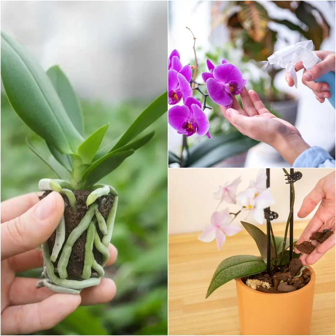 How to Care for Orchids