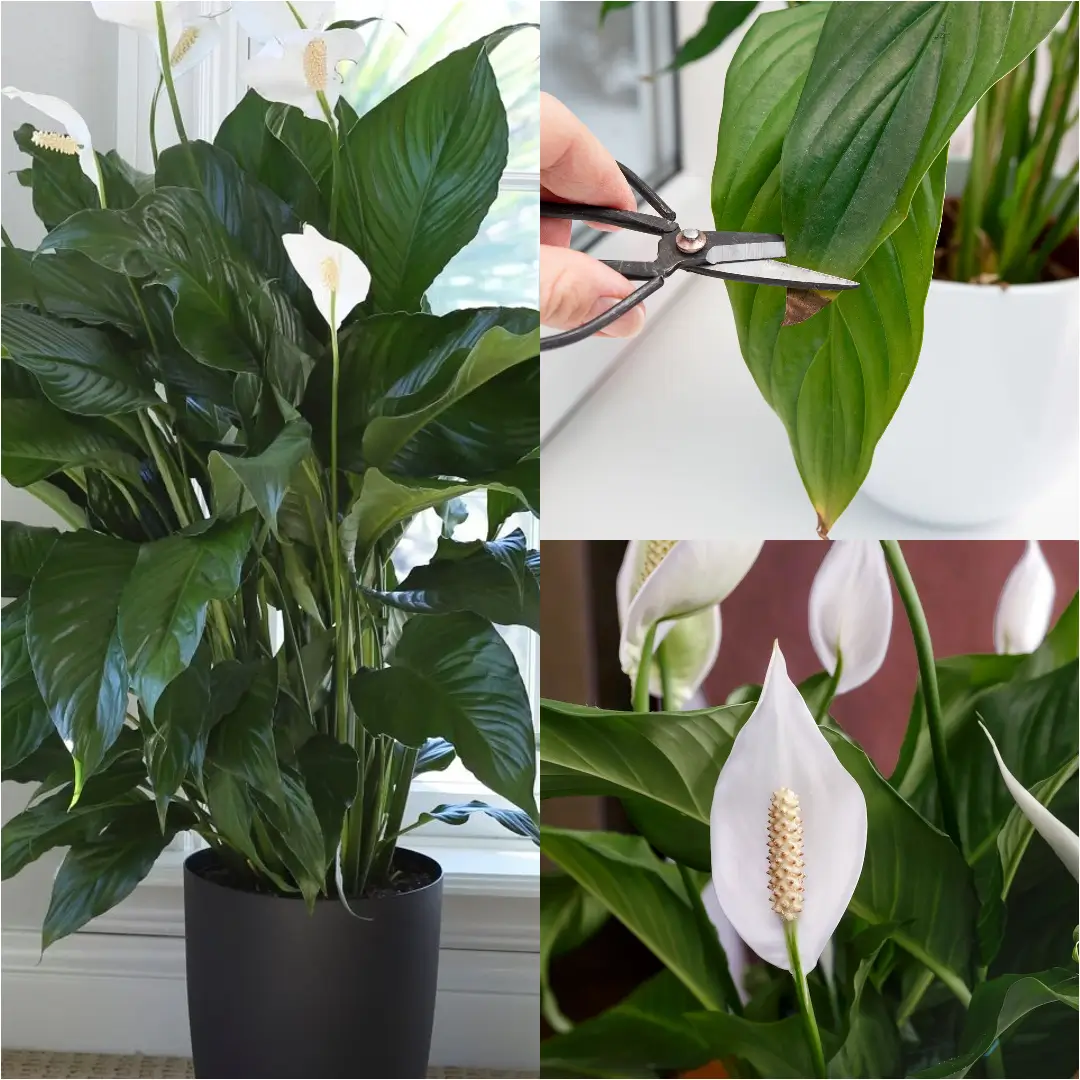 How to Care for Peace Lily