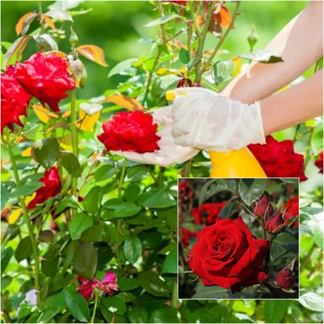 How to Care for Roses