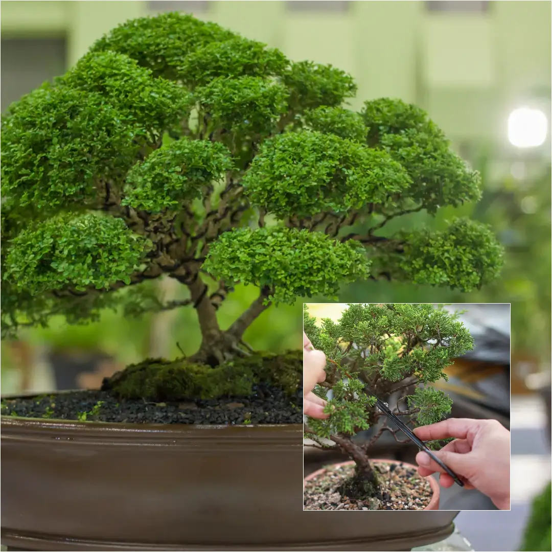How to Care for a Bonsai Tree