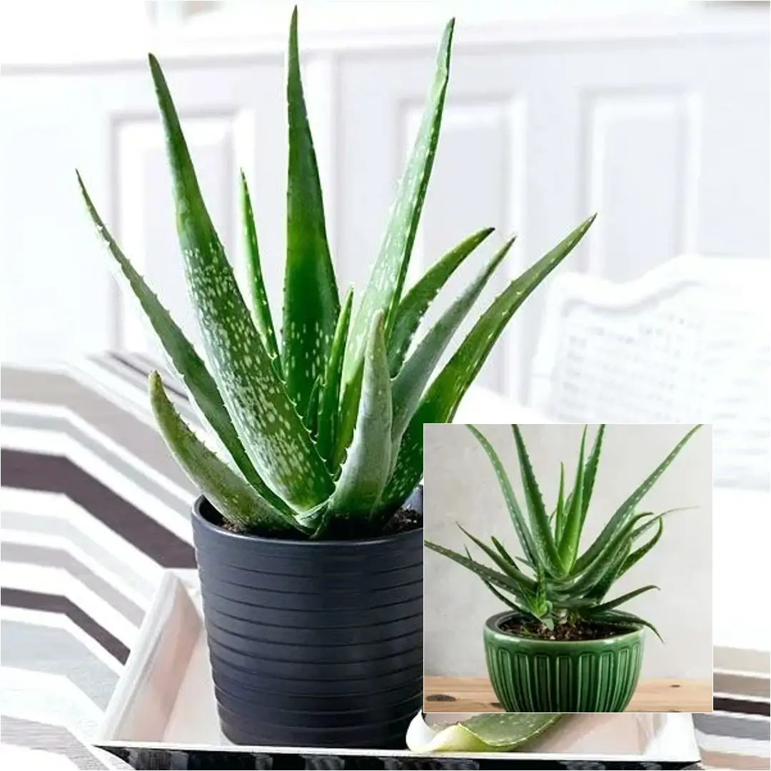 How to Care for an Aloe Plant
