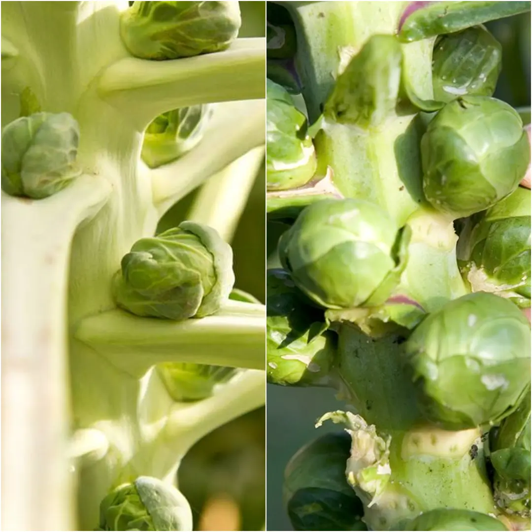 How to Grow Brussel Sprouts