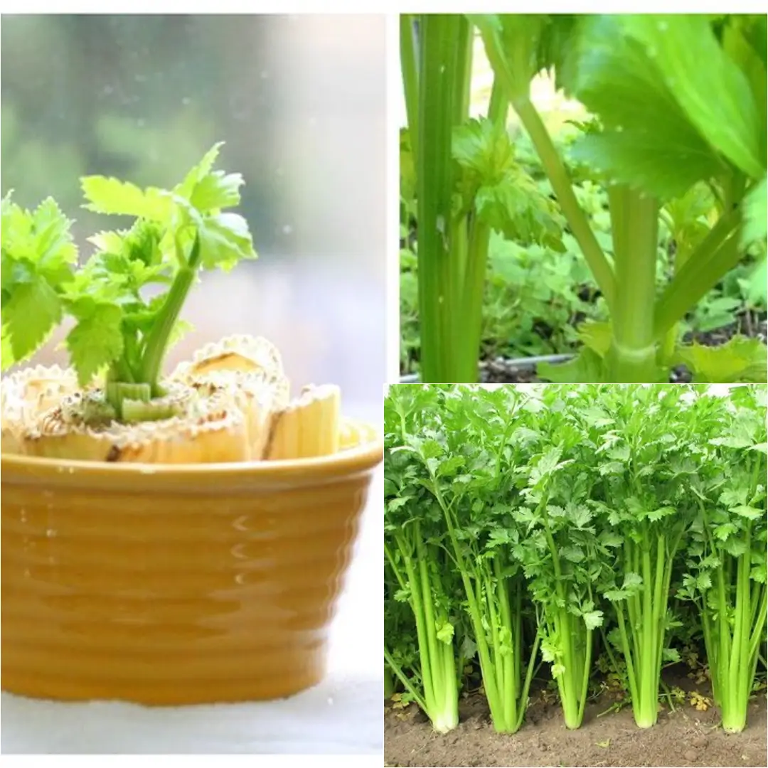 How to Grow Celery