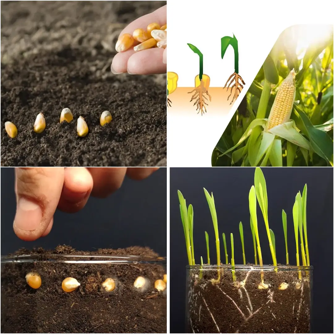 How to Grow Corn