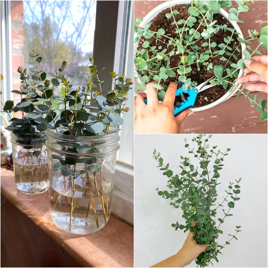 How to Grow Eucalyptus