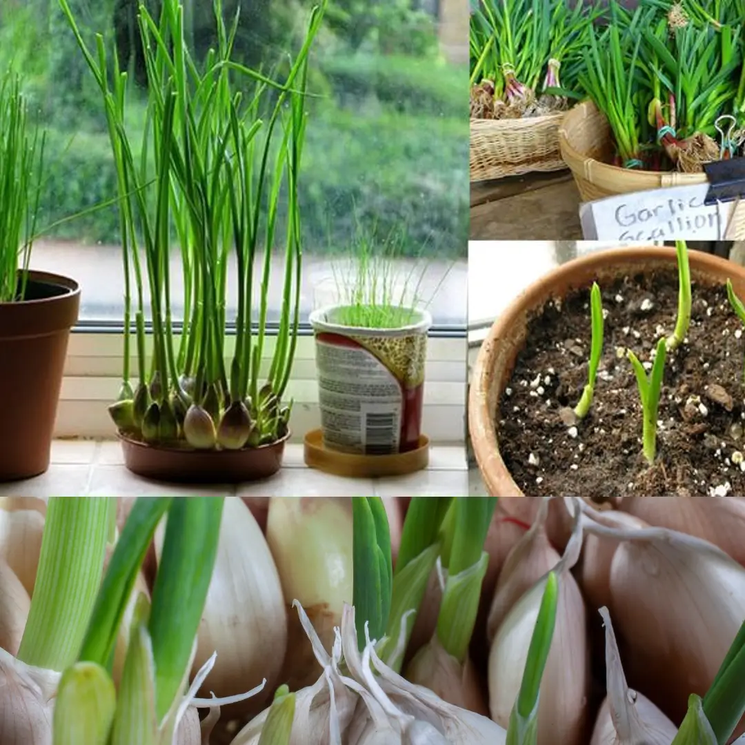 How to Grow Garlic in Pots