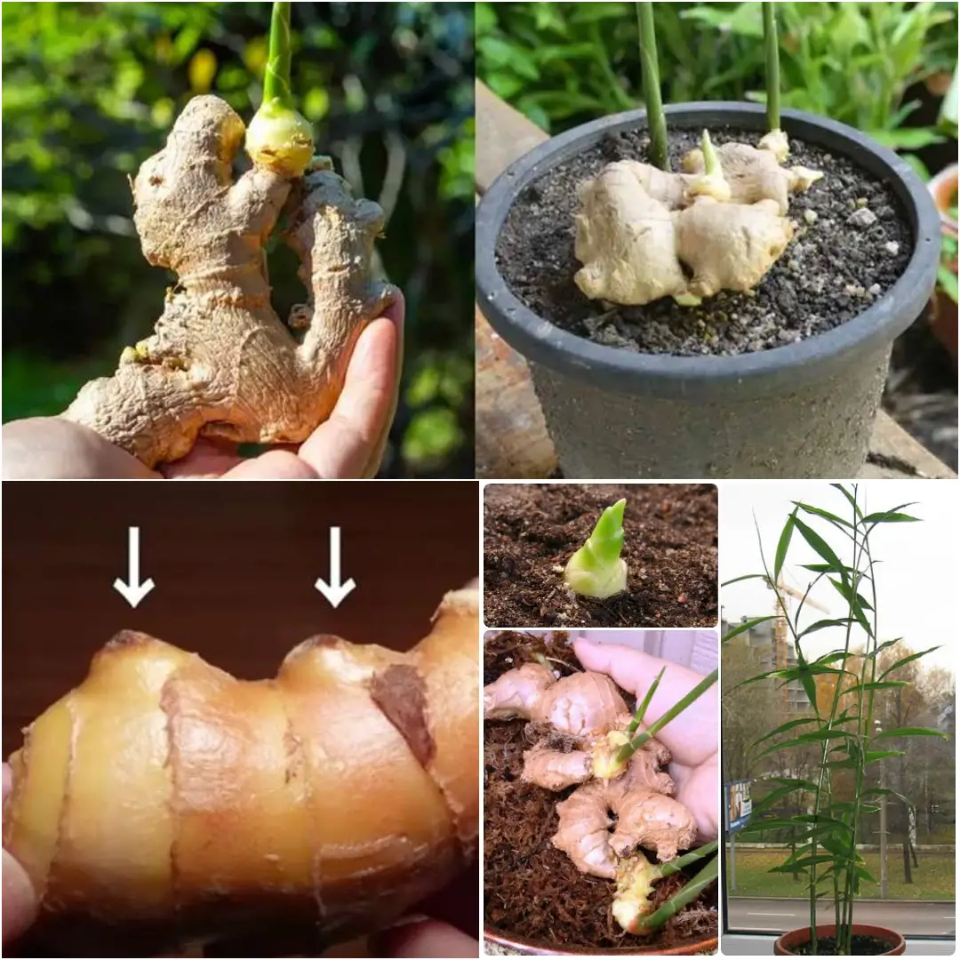 How to Grow Ginger