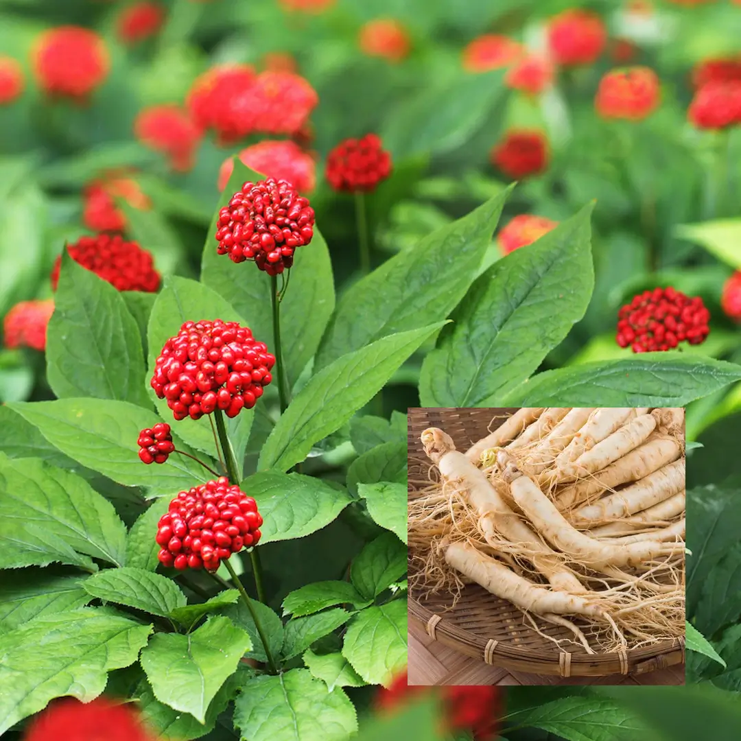 How to Grow Ginseng