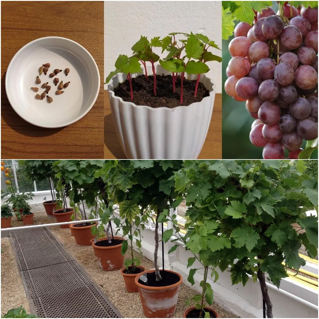 How to Grow Grapes