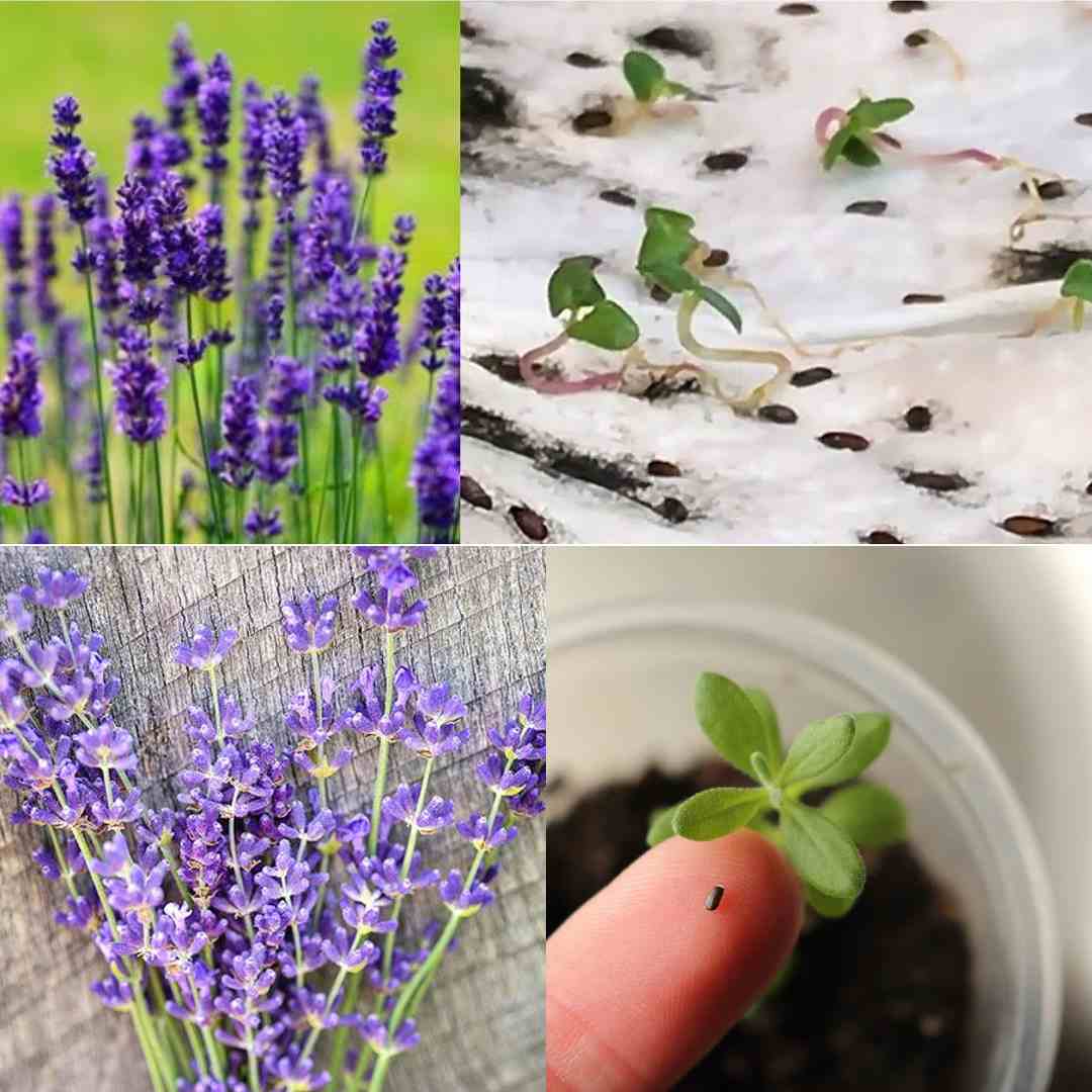 How to Grow Lavender from Seed