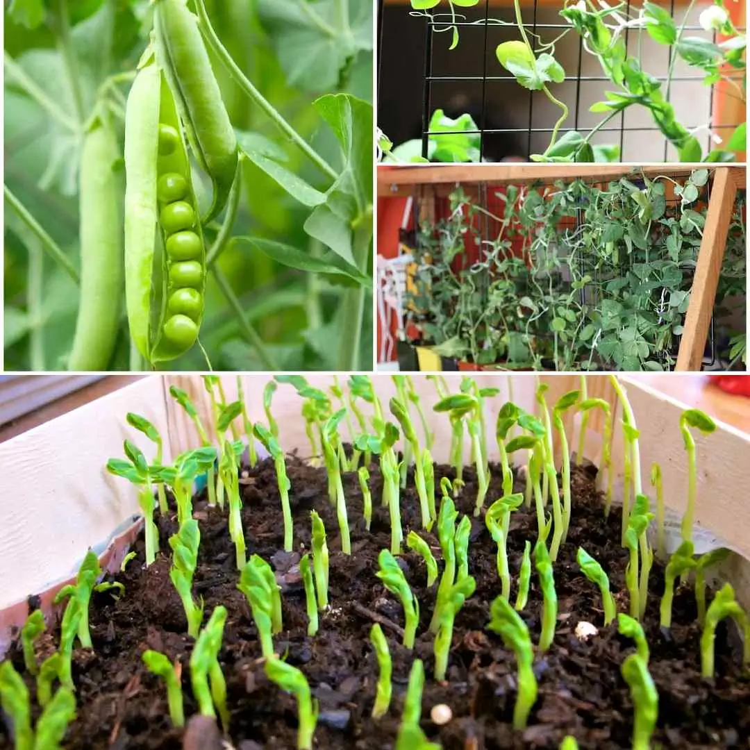 How to Grow Peas