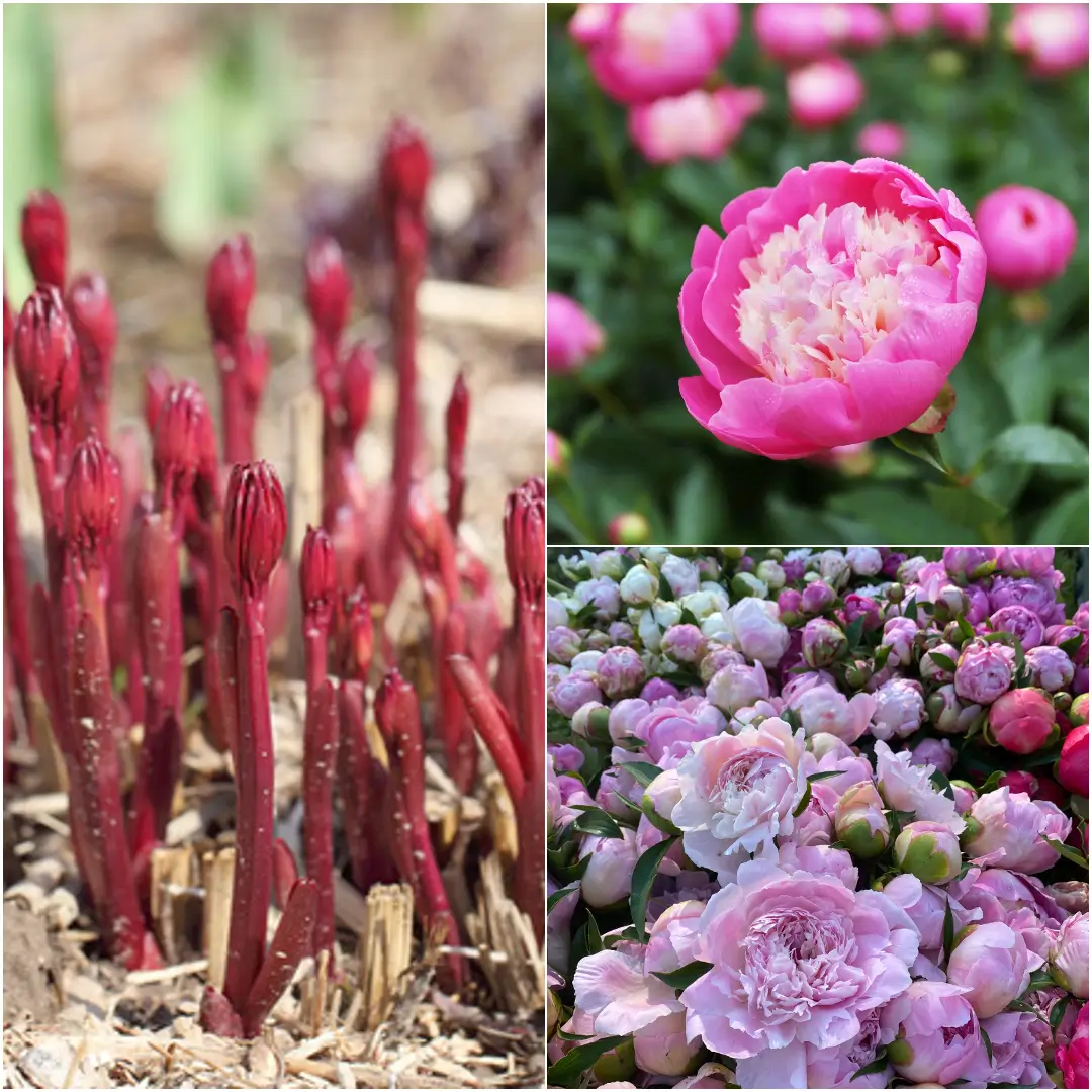 How to Grow Peonies