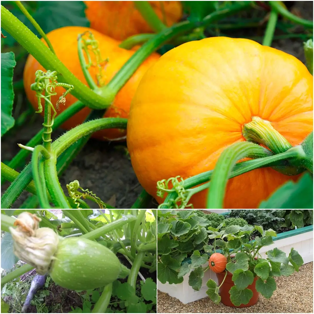 How to Grow Pumpkins