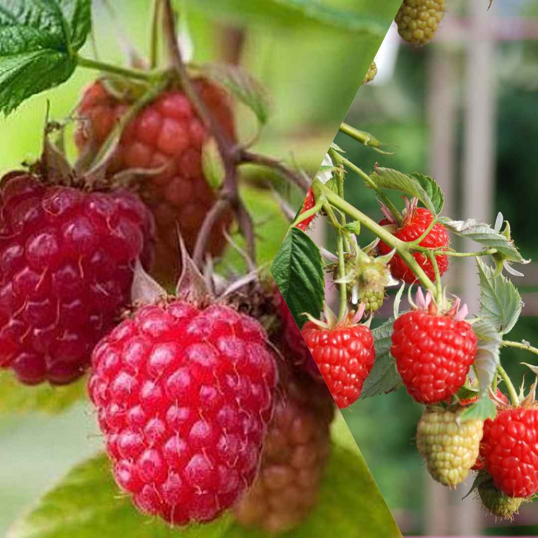 How to Grow Raspberries