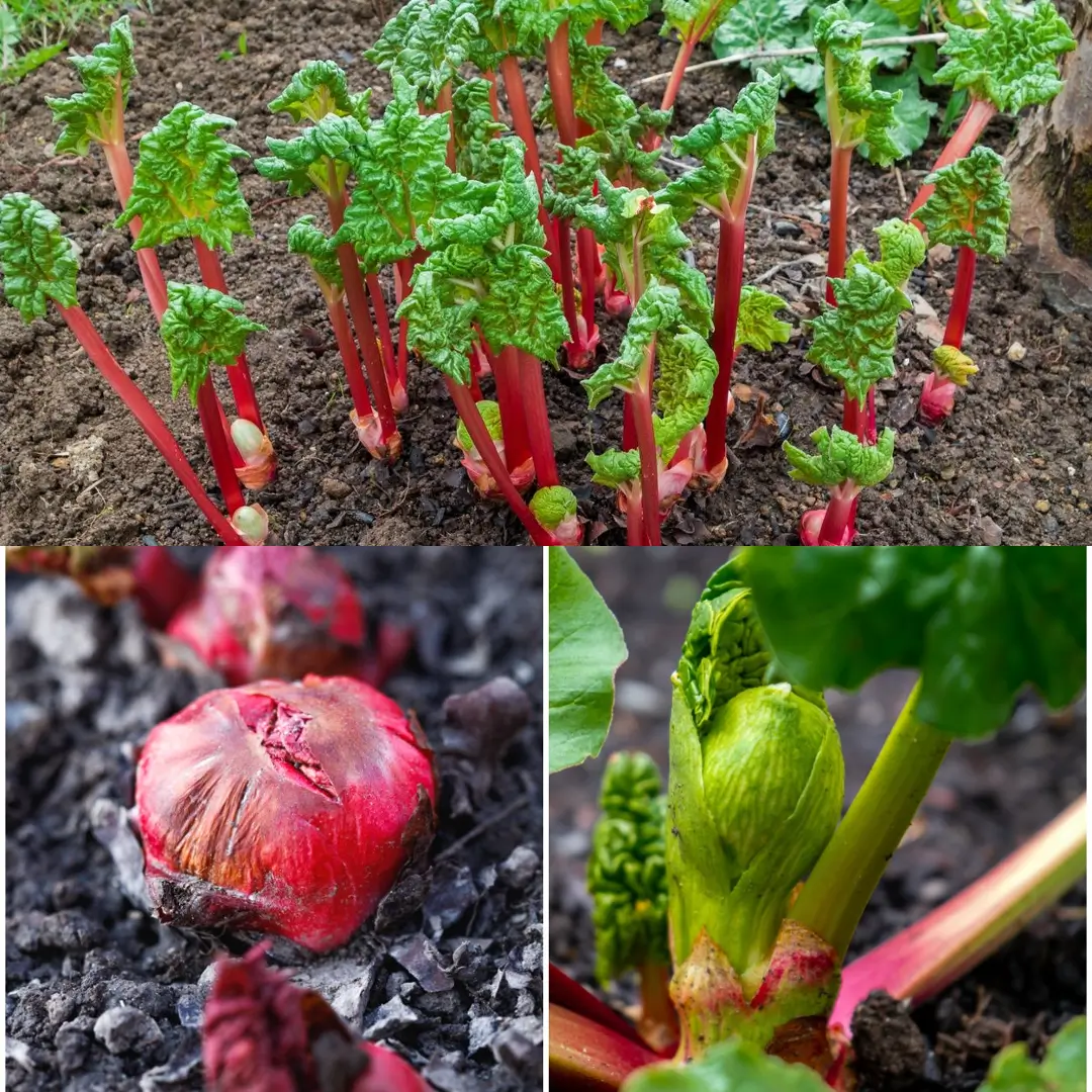 How to Grow Rhubarb