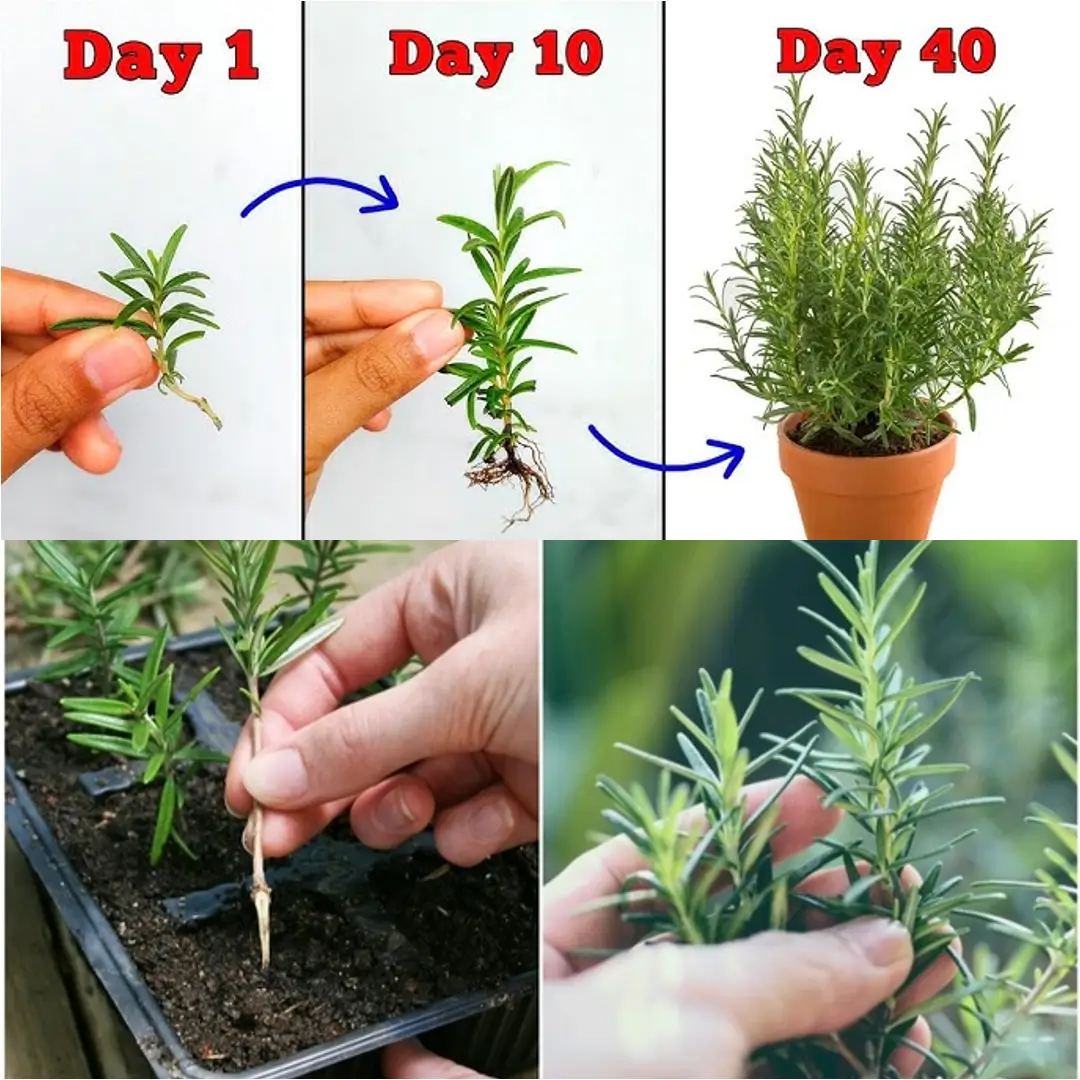 How to Grow Rosemary