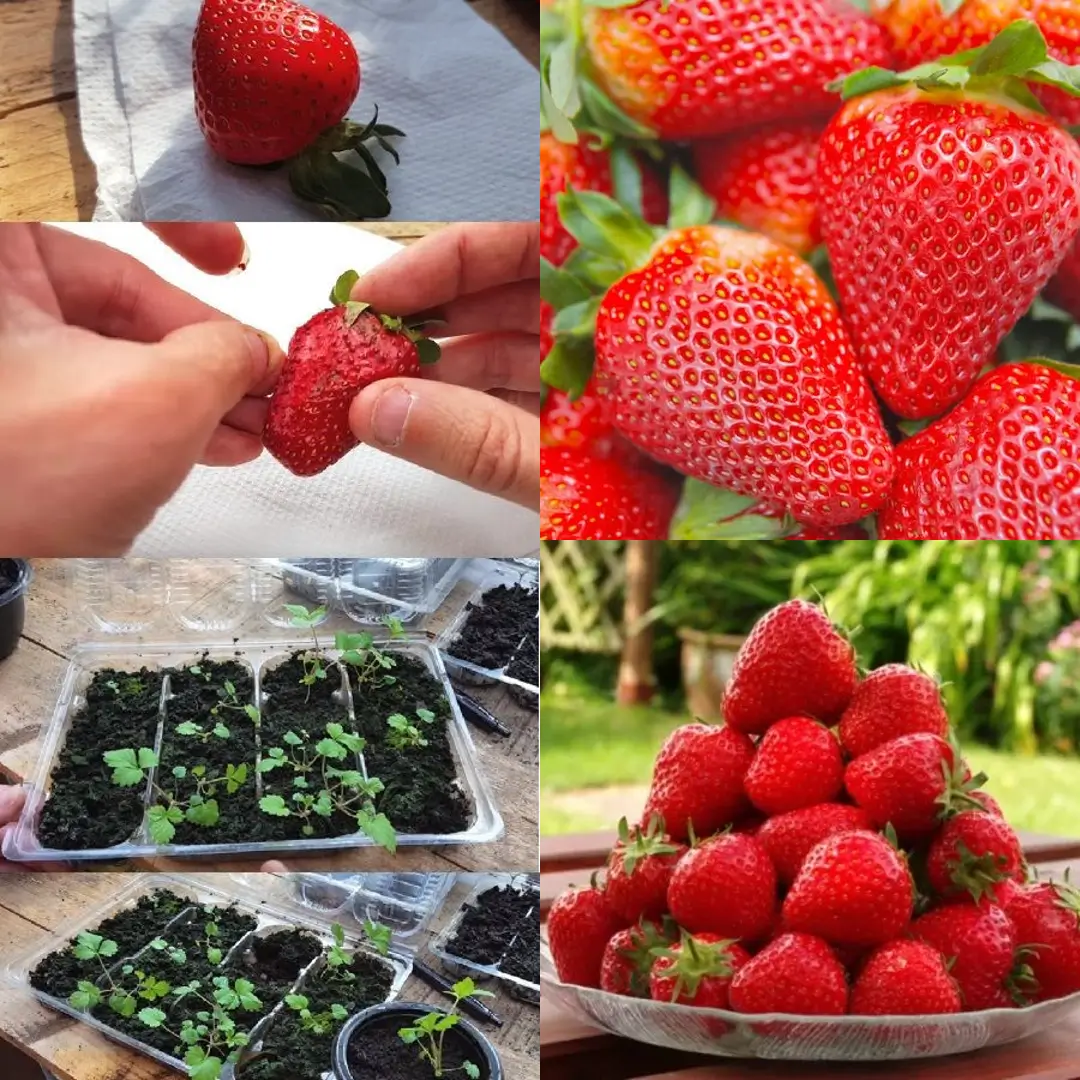 How to Grow Strawberries from Seeds