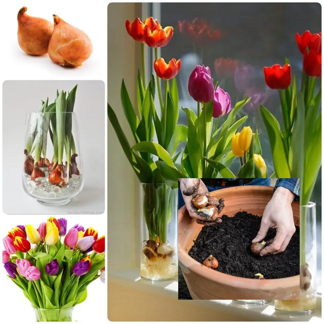 How to Grow Tulips