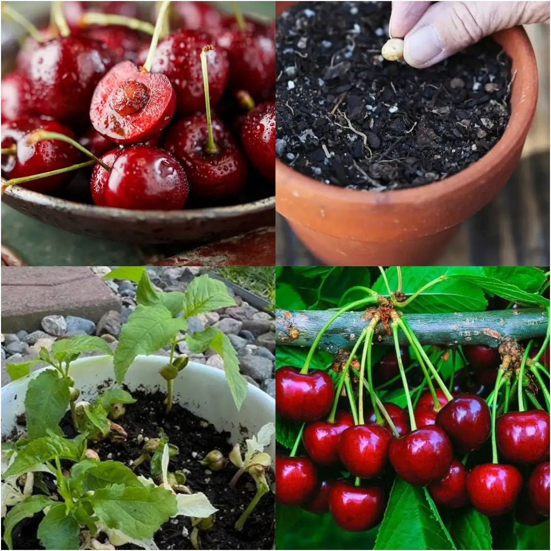 How to Plant Cherry Seeds