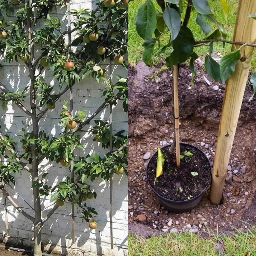 How to Plant Fruit Trees