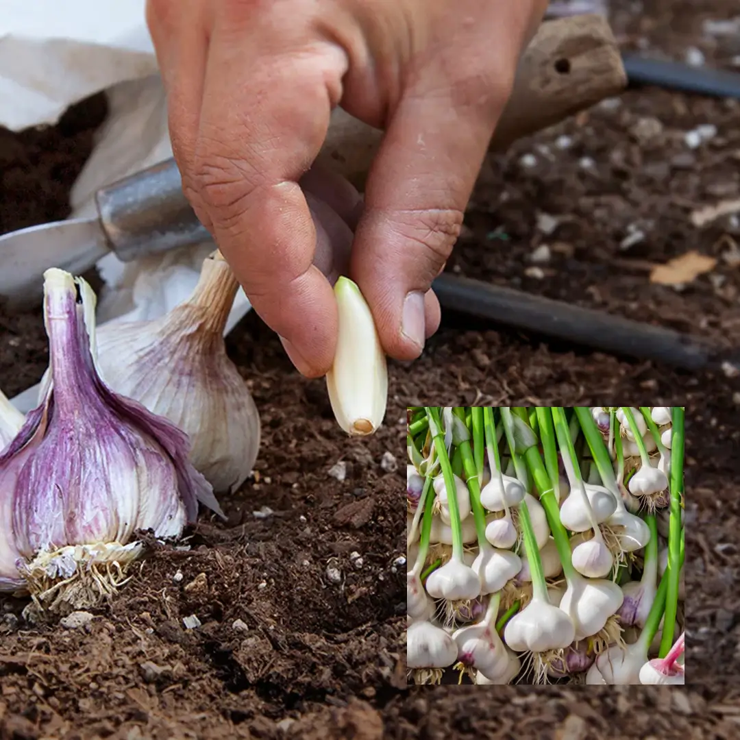 How to Plant Garlic in the Fall