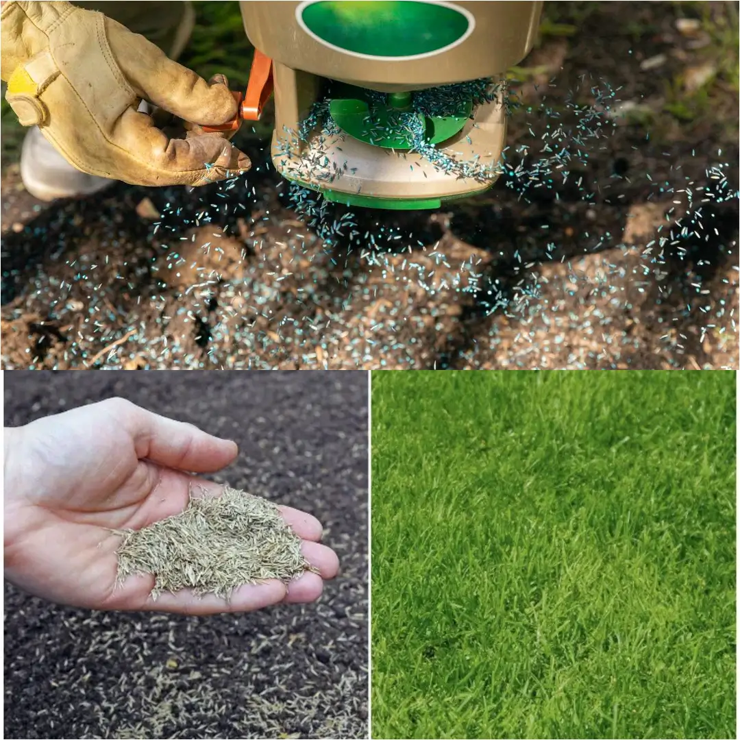 How to Plant Grass Seed on Hard Dirt Effectively