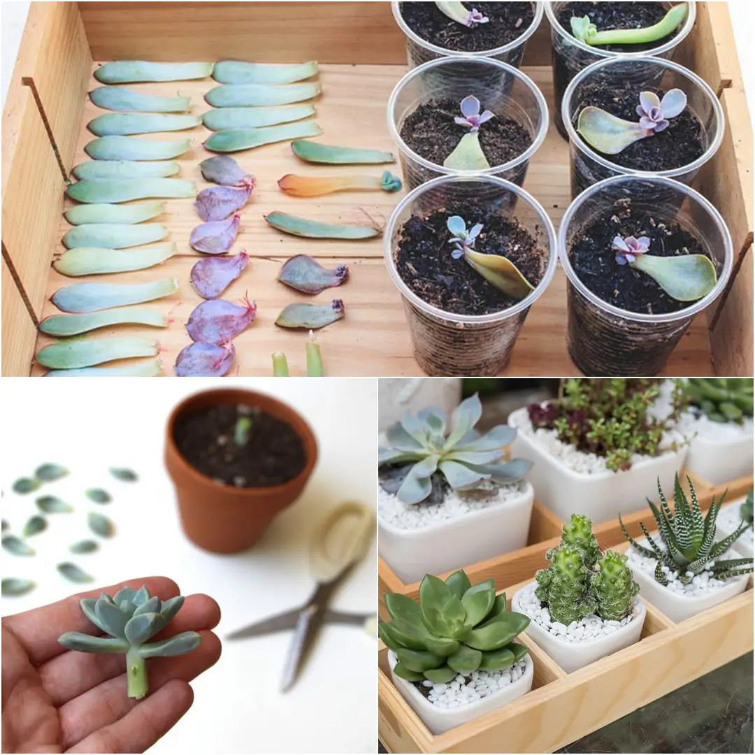 How to Plant Succulents